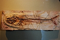 I Fossili di Bolca_29